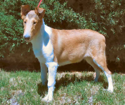 Collie, Smooth Collie Picture