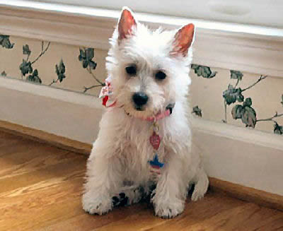 West Highland White Terrier picture, also known as Westie, Roseneath Terrier and Poltalloch Terrier