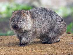 Wombat Adult
