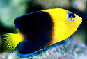 Click for more info on Yellowhead Angelfish