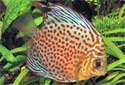Click for more info on Discus Fish