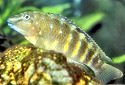 Click for more info on Spotfin Goby Cichlid