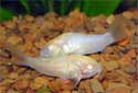 Albino Cory, Corydoras paleatus, Albino Paleatus Cory, Armored Catfish