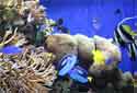 Reef Tanks - Mini-Reef Aquarium Guide