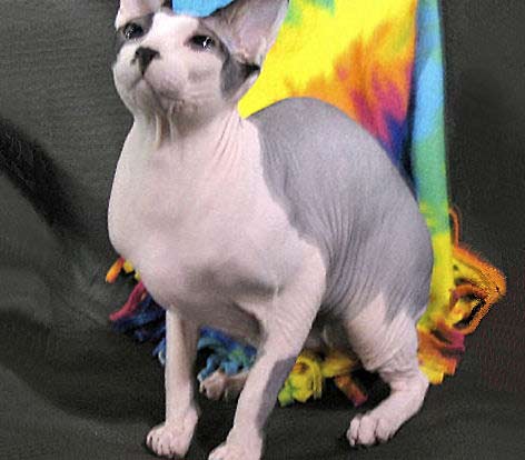 Sphynx, Sphynx Cat, Canadian Hairless Cat, Moon Cat, or Wrinkled Cat