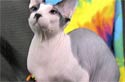 Animal-World info on Sphynx Cats