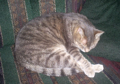 Mackerel Tabby Cat Picture