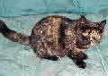 Tortoise Shell Cats Fact Sheet