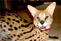 African Serval Cats Fact Sheet