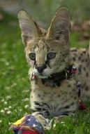 Serval Kitten Photo