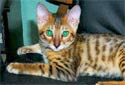 Click for more info on Bengal Cats