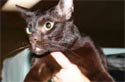 Animal-World info on Havana Brown Cat