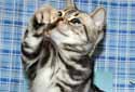 Click for more info on American Shorthair Cats