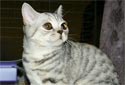 Animal-World info on British Shorthair Cat