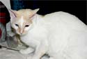 Click for more info on Japanese Bobtail Cats
