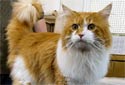 Click for more info on Maine Coon Cats
