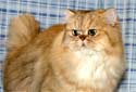 Animal-World info on Persian Cat