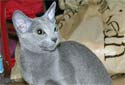 Animal-World info on Russian Blue Cats