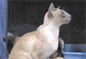 Animal-World info on Siamese Cats