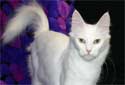 Animal-World info on Turkish Angora Cats