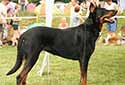 Click for more info on Beauceron