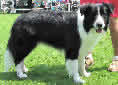 Click for more info on Border Collie