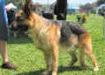 Click for more info on German Shepherd Dog