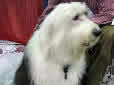 Click for more info on Old English Sheepdog