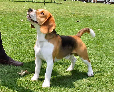 Picture of a Beagle - Hound Dog