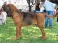 Animal-World info on Bloodhound