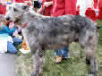 Click for more info on Irish Wolfhound