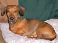 Click for more info on Miniature Dachshund