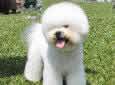 Click for more info on Bichon Frise