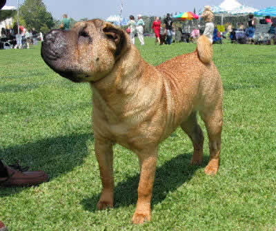 Chinese Shar Pei Picture, also called Shar-Pei and Chinese Fighting Dog