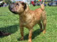 Click for more info on Chinese Shar Pei