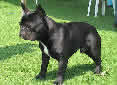 Click for more info on French Bulldog