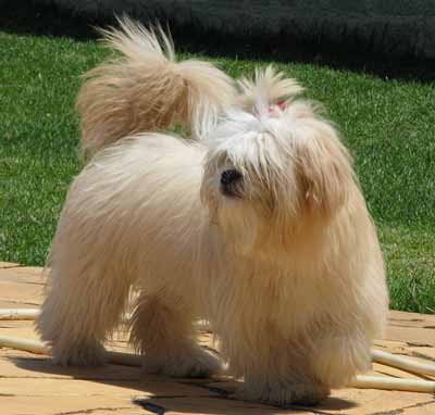 Lhasa Apso Picture, also called Lhassa Terrier, Lhasa
