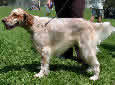 Click for more info on English Setter