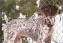 Click for more info on German Shorthaired Pointer
