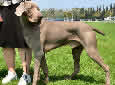 Click for more info on Weimaraner