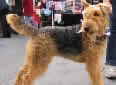 Click for more info on Airedale Terrier