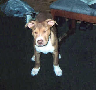 American Pit Bull Terrier, Pit Bull Picture