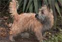 Animal-World info on Cairn Terrier