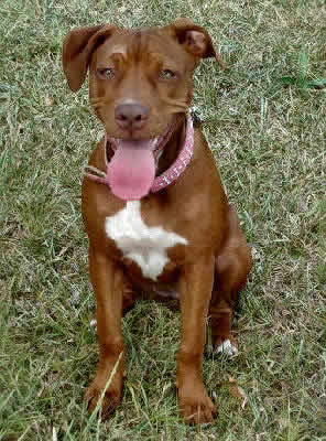 Red-Nosed American Pit Bull Terrier Picture, also called Red Nosed Pit Bull