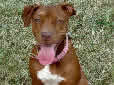 Click for more info on Red-Nosed American Pit Bull Terrier