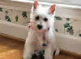 Animal-World info on West Highland White Terrier