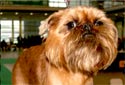 Click for more info on Brussels Griffon