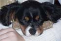 Click for more info on Cavalier King Charles Spaniel