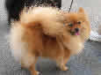 Click for more info on Pomeranian