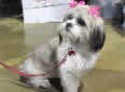 Click for more info on Shih Tzu